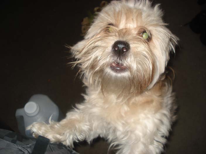 dewey-howling.jpg