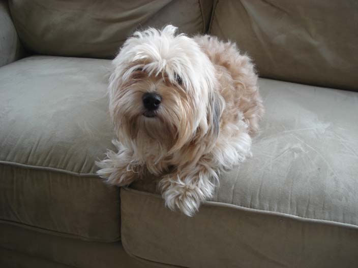 dewey-posed-on-couch.jpg