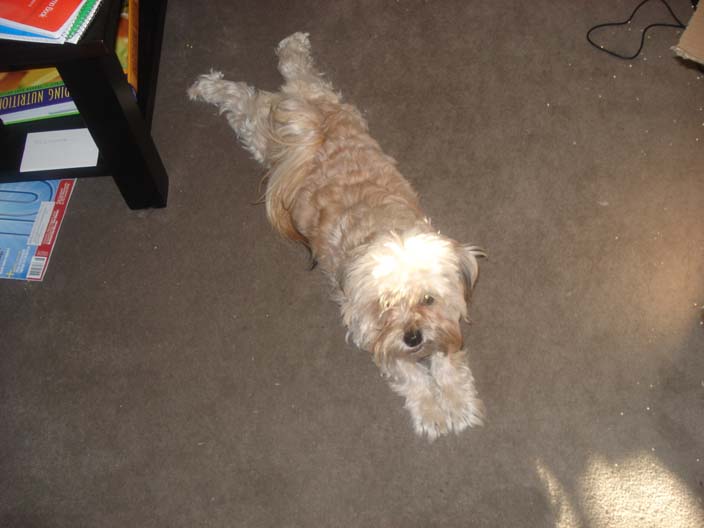 dewey-sprawled.jpg