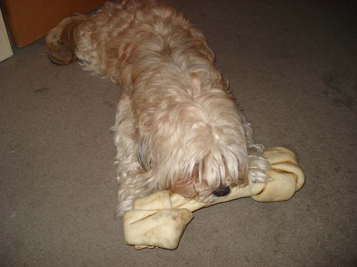 dewey-with-oversided-bone.jpg